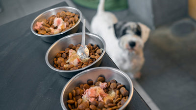 Why Fresh Food is the Best Choice for Your Pet
