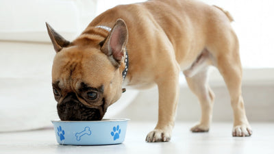 How to Transition Your Pet to Fresh Food — Without Stress